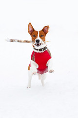 Jack Russell Terrier playing in the winter snow