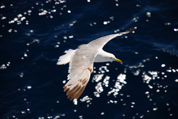 Adult seagull