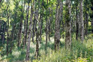 Fototapeta premium An example of Broad-leaved ravine forest (Communities of sycamore maple, European ash, large-leaved lime, small-leaved lime and Norway maple).