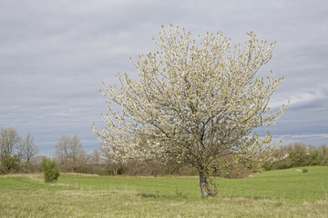Frühling in IstrienIstrien