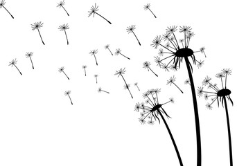 White background with dandelions.