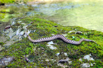Horned viper (vipera ammodytes) in its natural environment. 