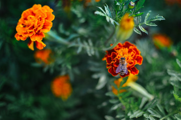 Marigold flowers in the meadow