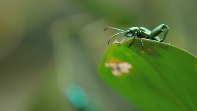 Frog-legged leaf beetle on green leaf. Malaysia.