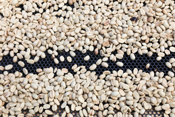 Coffee beans left rto dry