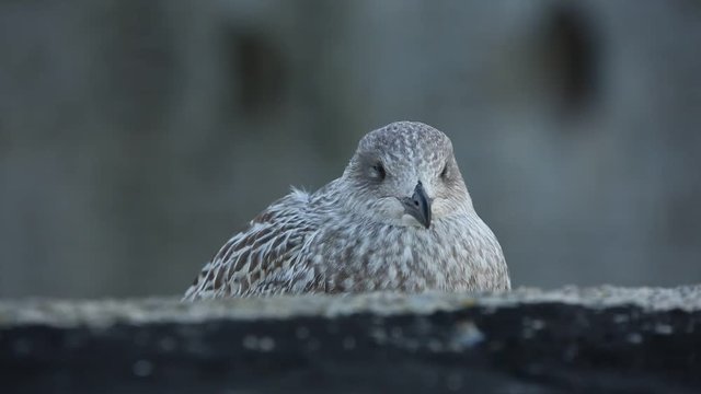 Baby seagull close up