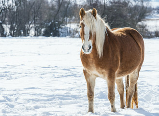 Beautiful horse on the snowy