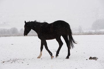 Erleichterung, schwarzes Pferd auf der verschneiten Weide nach Kotabsatz