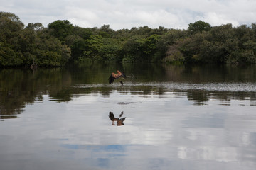 Reflexion in the river