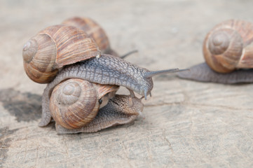 edible snail
