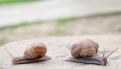 edible snail