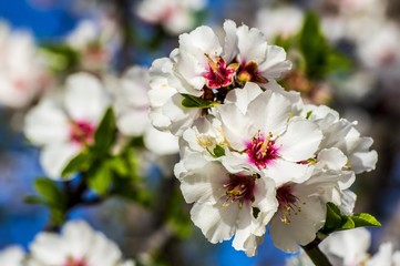 Fiore di Mandorlo con Ape, Bombo, Mosca