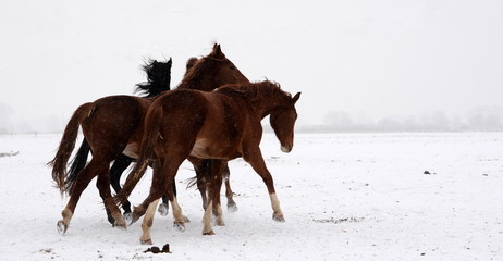 young, free and wild, 3 horses running through the snowy landscape