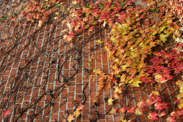 The leaves on the wall