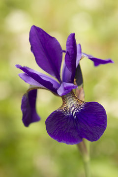 Close up of an purple Iris flower in full bloom with a soft focus background