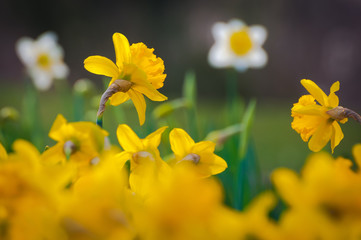 Frohe Ostern! Gelbe Osterglocken und weiße Narzissen vor dunklem Hintergrund, Frühlingsgarten, Gartenkalender