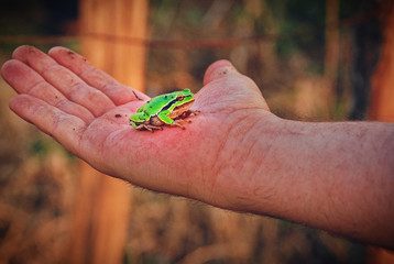 Little Frog