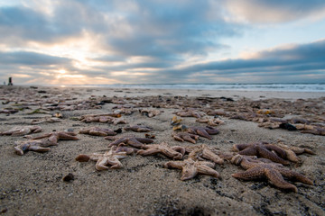dead starfish on the beach after storm