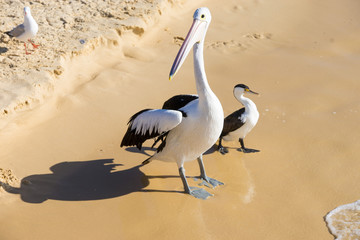 A Pelican bird at the beach