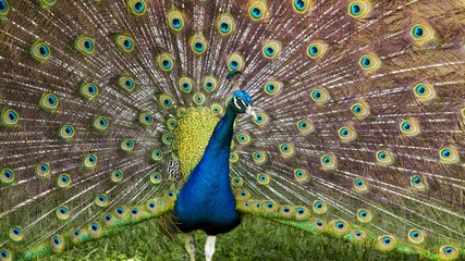 A peacock in the courtyard