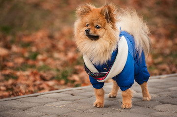 The puppy stays on the sidewalk in the blue sweater