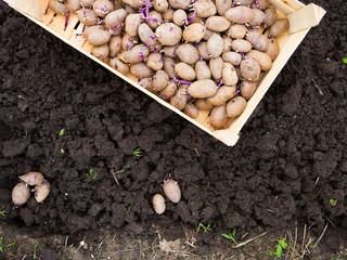  Finished process of planting potato field in the vegetable gard