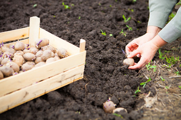 Female hand planting potato tubers into the soil