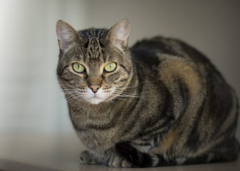 Portrait of a beautiful tabby cat