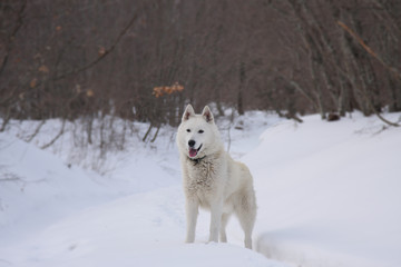White Siberian Husky dog on forest background