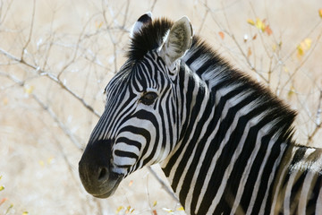 Zebra Kruger SA
