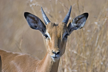 Impala Kruger SA