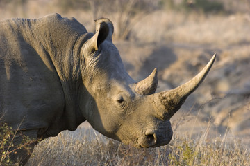 Rhinoceros Kruger SA