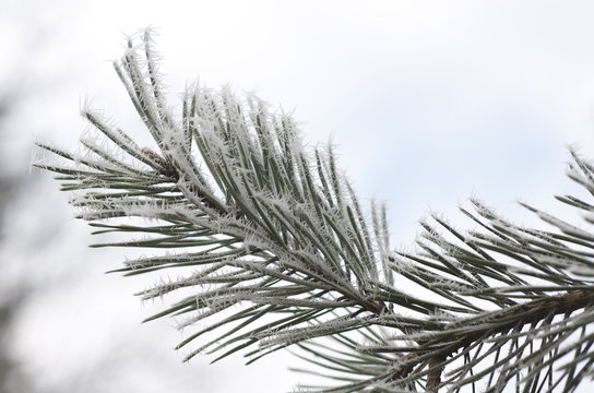 Frozen pine leaves