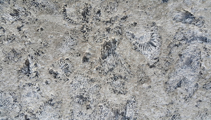 Ammonite fossils on a rock