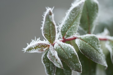 Frozen leaves