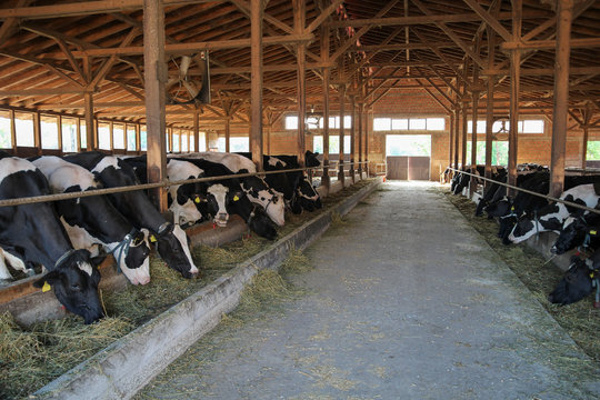 Dairy Cows Eating Hay in a Cowshed