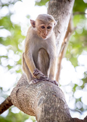 small monkey on tree