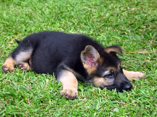 Puppy lying on the grass