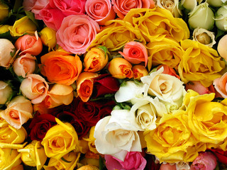Bunch of colorful roses