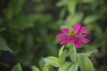 Zinnia flower in bloom