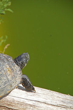 Gelbwangen-Schildkr&ouml;te