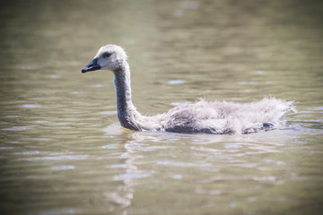 Baby goose on water