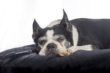 Boston terrier dog 