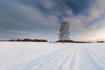 Beautiful winter field landscape with lonely birch tree