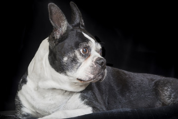 Boston terrier dog 