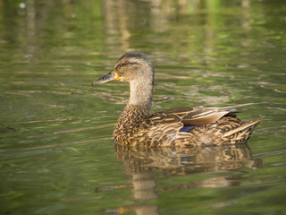 Obraz premium Duck on water