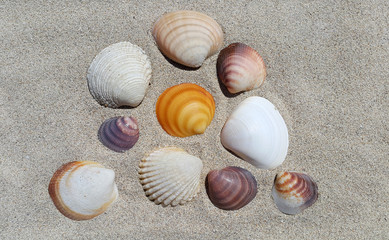 Sea shells on the sand