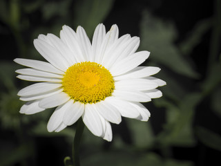 Fototapeta premium White daisy in bloom