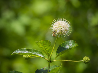 Button willow flower in bloom