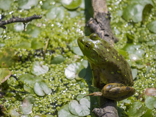 Frog in marsh